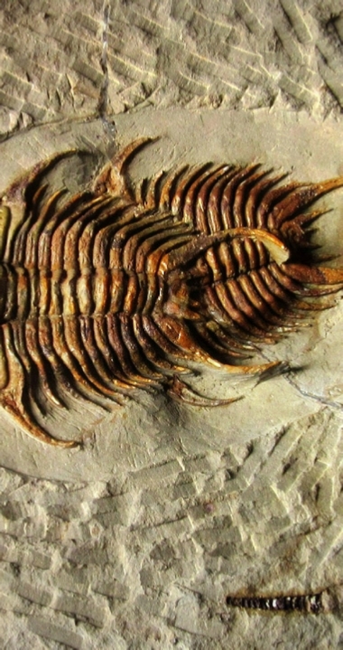 Wholesale Fossils Morocco Wholesale Fossils Morocco