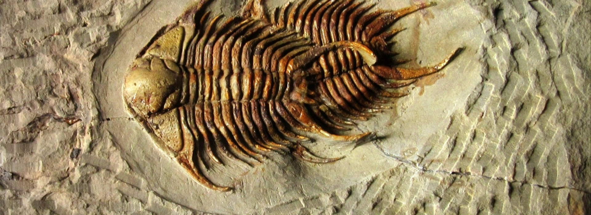 Wholesale Fossils Morocco Wholesale Fossils Morocco