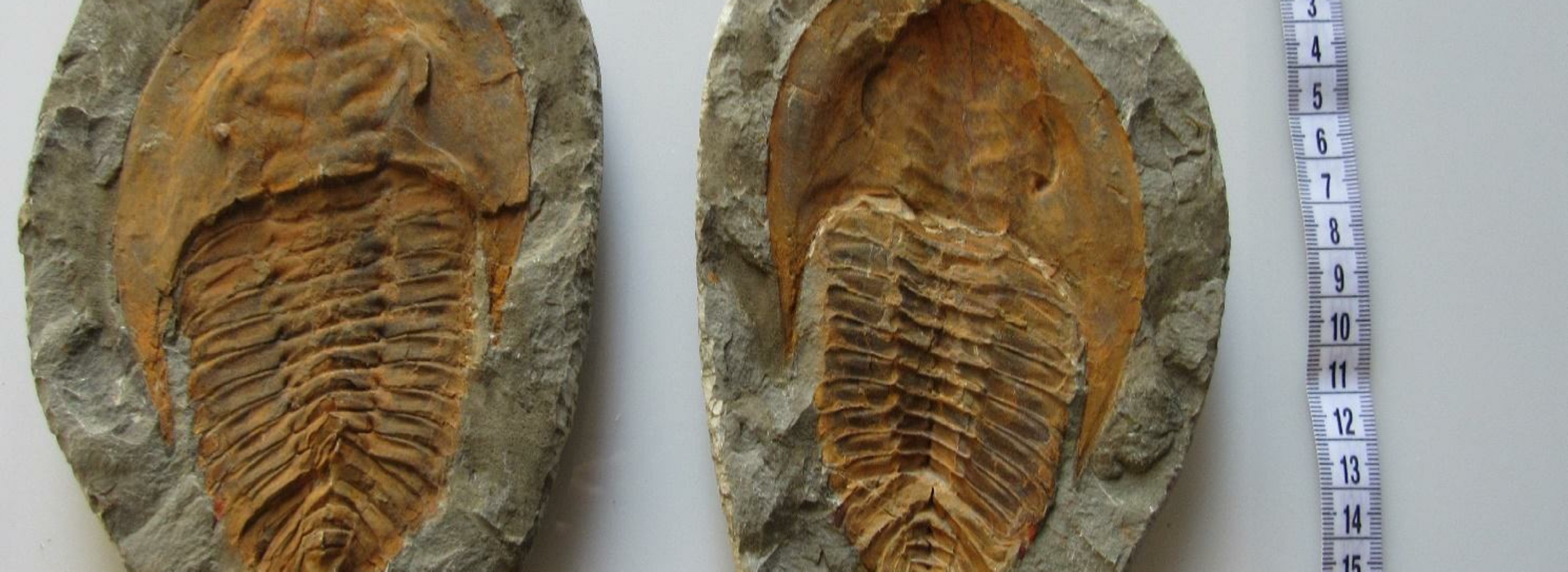 Trilobite Products For Sale Trilobite Products For Sale