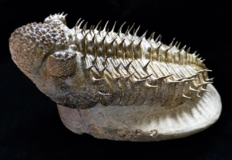 fossil selling fossil selling