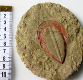 Selling Fossils Morocco