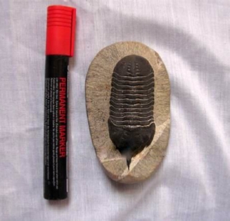 Selling Fossils Morocco