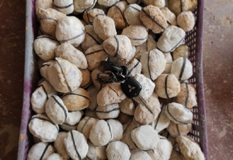 White Quatrz Geodes White Quatrz Geodes