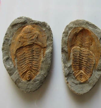 Trusted Supplier For Fossils Trusted Supplier For Fossils